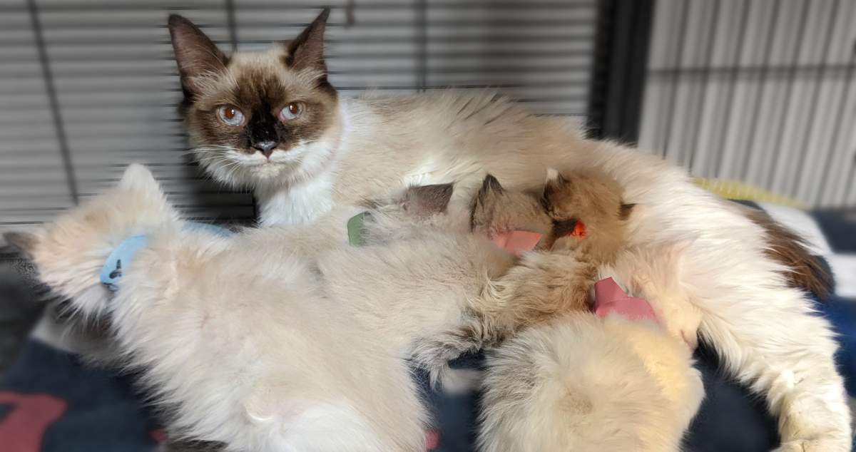 On July 28 the staff at Aldergrove Animal Clinic arrived at work to find cardboard boxes filled with 23 extremely unwell “Rag Doll” cats and kittens abandoned at their front door.
