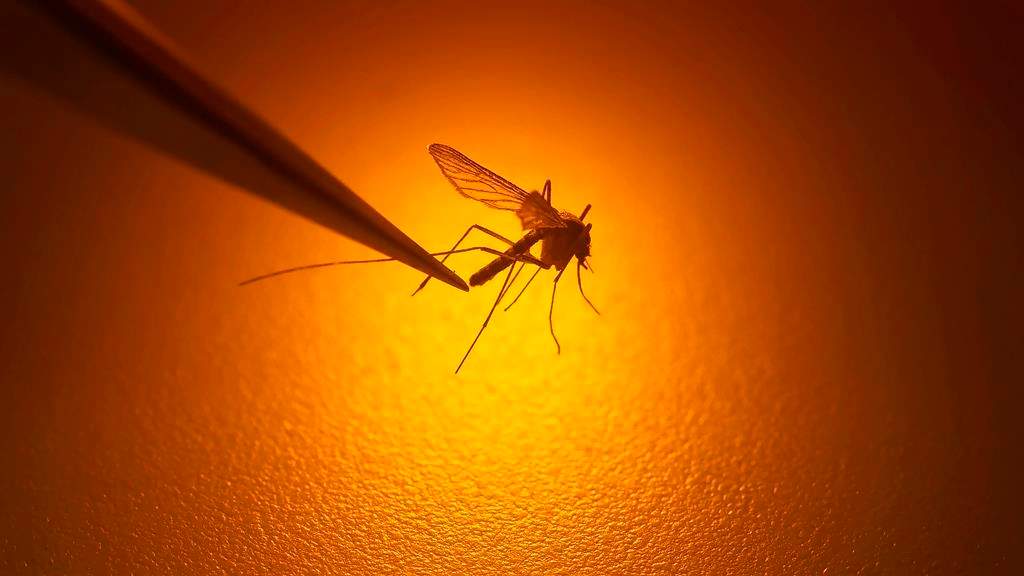 File photo of a biologist examining a mosquito.