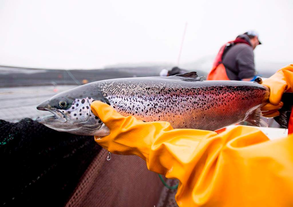 A farmed Atlantic salmon is seen during a Department of Fisheries and Oceans fish health audit near Campbell River, B.C., on Wednesday, Oct. 31, 2018. THE CANADIAN PRESS /Jonathan Hayward.