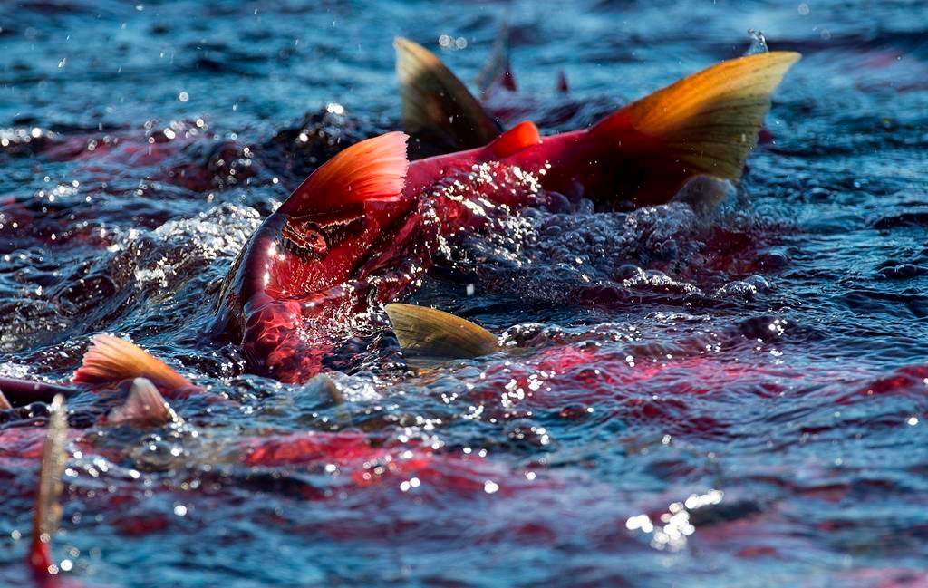 Spawning salmon are seen making their way up the Adams River in Roderick Haig-Brown Provincial Park near Chase, B.C. Tuesday, Oct. 14, 2014. The run of pink salmon on British Columbia's Fraser River is exceeding expectations this summer. THE CANADIAN PRESS/Jonathan Hayward.