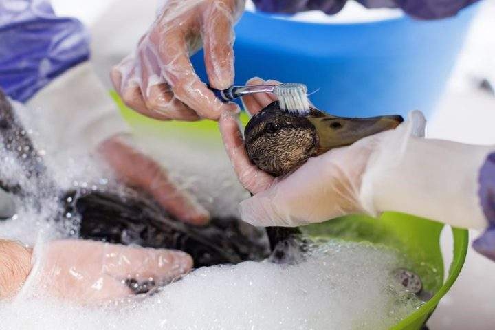 Ducks are cleaned in a soap bath at the Toronto Wildlife Centre in Toronto on Tuesday, Aug. 15, 2023. The charitable wildlife rescue says thousands of fish, a beaver, 10 ducks and a mink have died following a six-alarm fire at a chemical distribution facility that blends lubricating oils last week.