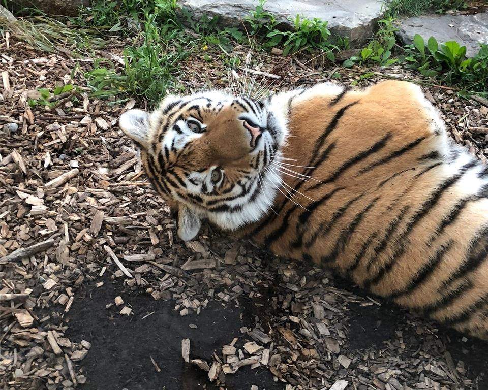 Mila, an Amur tiger, is shown in this undated handout photo. A Colorado zoo has shared the death of a 2-year-old tiger who had previously lived at the Toronto Zoo after an accident involving anesthesia. A statement by the Cheyenne Mountain Zoo in Colorado Springs, Colo. says the tiger, who's name was Mila, died due to a fatal spinal injury after slipping off of a waist-high bench while on anesthesia for a serious dental issue that required surgery.