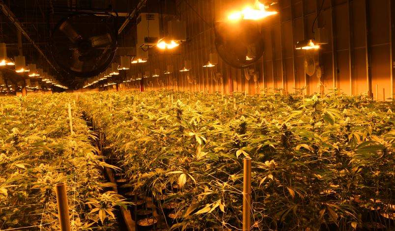 Police seized nearly $100 million in illegal cannabis and arrested 18 people after large-scale drug operation was dismantled in Brantford, Ont.