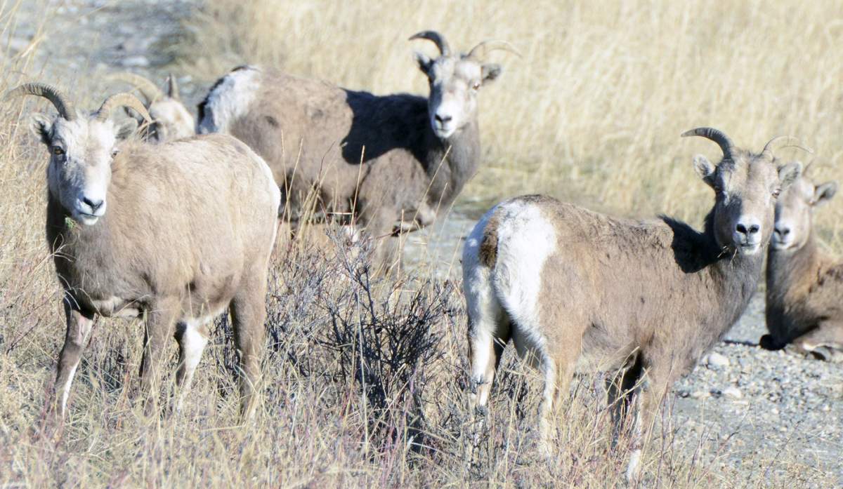 Washington state authorities have now found a mite which results in psoroptes, or sheep mange, in animal populations in the eastern Okanagan Valley.