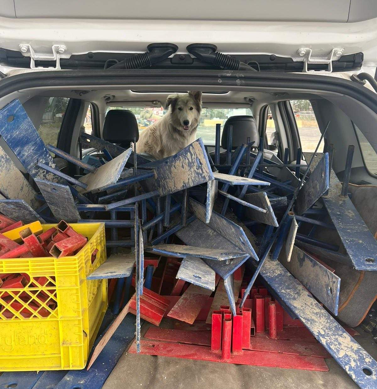 Veterinarians Without Borders sent crates from across Canada to Yellowknife to help people take their pets on evacuation flights as a fire approached the Northwest Territories capital city. Thor the dog looks on from in a vehicle in Yellowknife as workers set up evacuation centres, some which are pet friendly, in an undated handout photo.