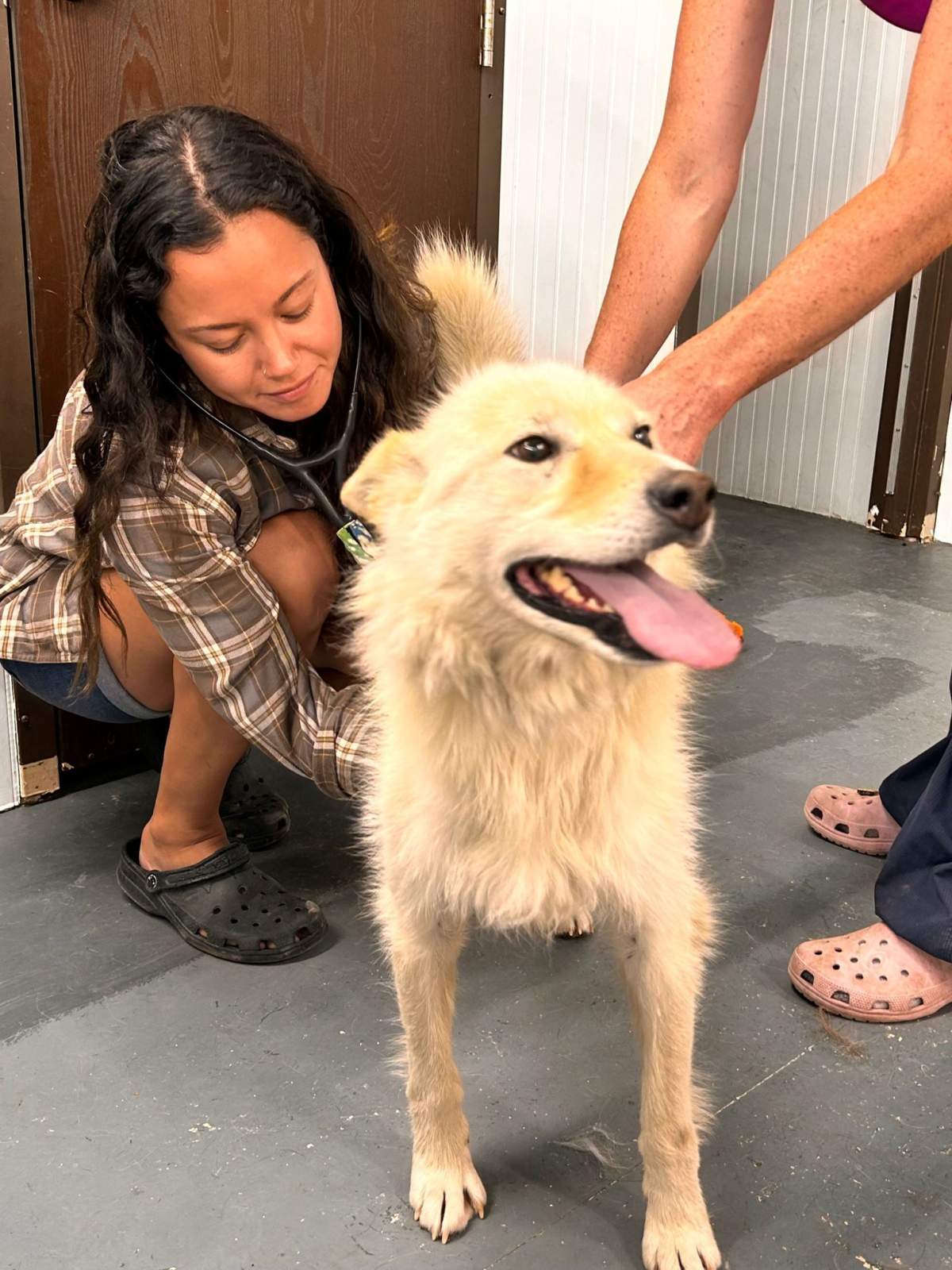 Michelle Tuma, a veterinarian in Yellowknife, provides care to a dog that was left behind, as many areas in the Northwest Territories are put under evacuation orders due to wildfires, in an undated handout photo.