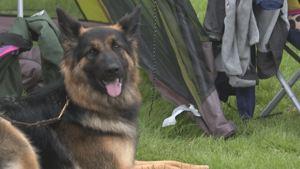 The 2023 German Shepherd Competition and Sieger Show was held in Saint John this weekend.