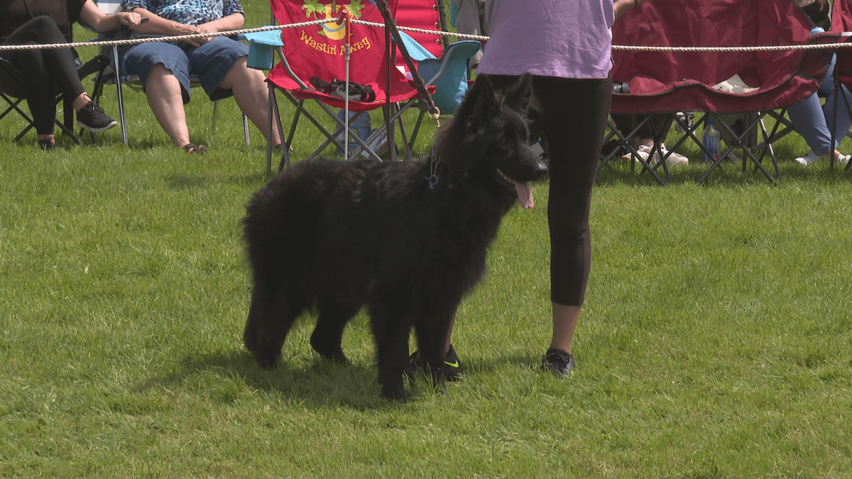 Dogs of all ages and sizes competed throughout the five days.