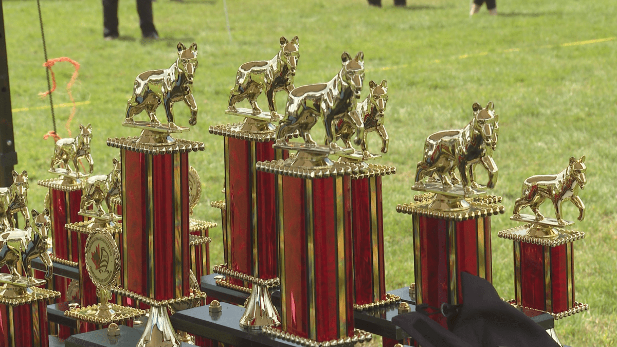 Dogs are judged based on several criteria and awarded prizes.