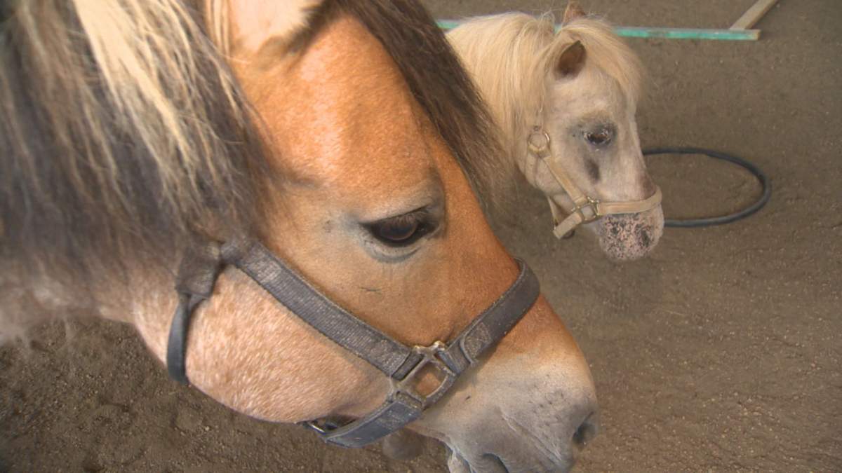 A therapy horse and pony at Symatree Farm.