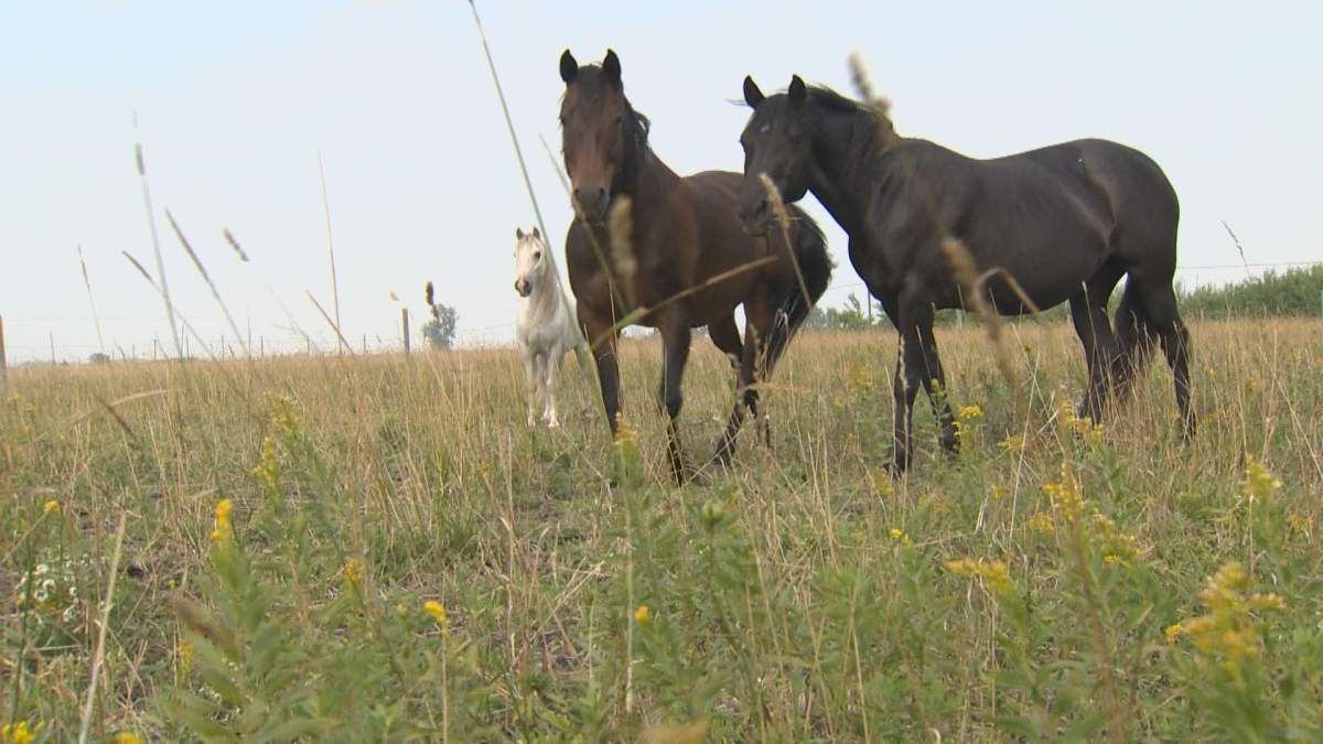 The horses in the pasture at Symatree Farm.