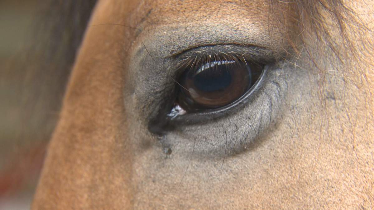 The horses at Symatree Farm are often partnered up with clients who have similar personalities.