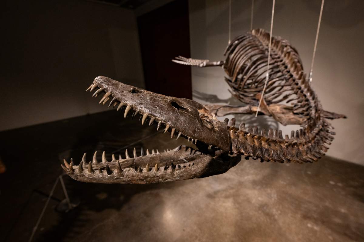 A plesiosaur fossil.