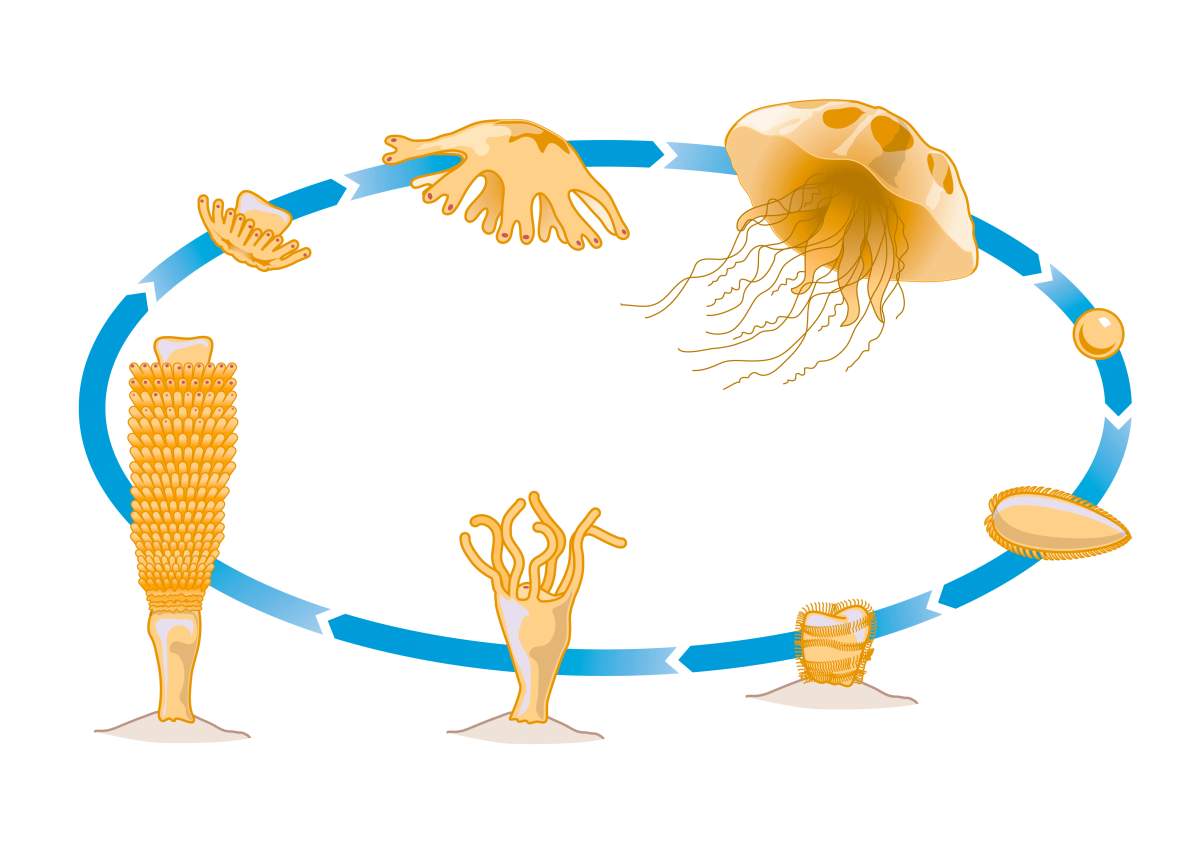 File - digital illustration of the life cycle of a jellyfish.