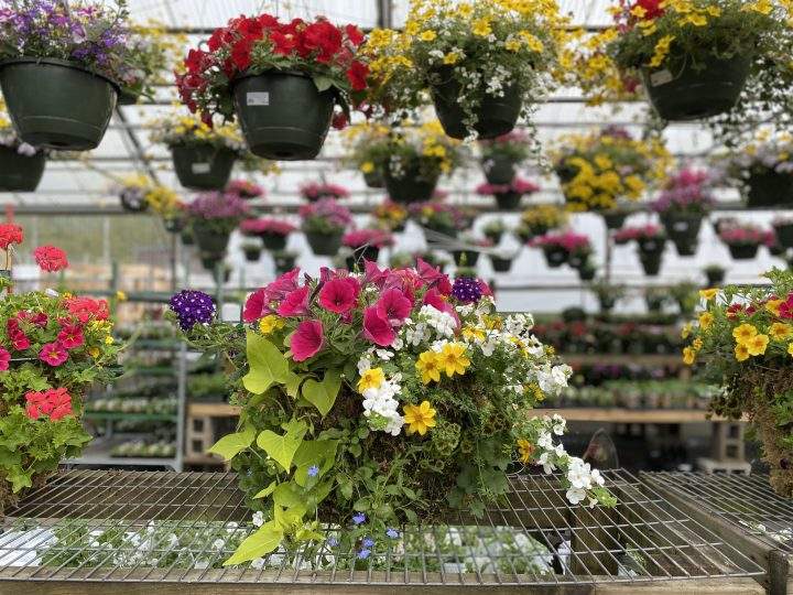 Plant theft