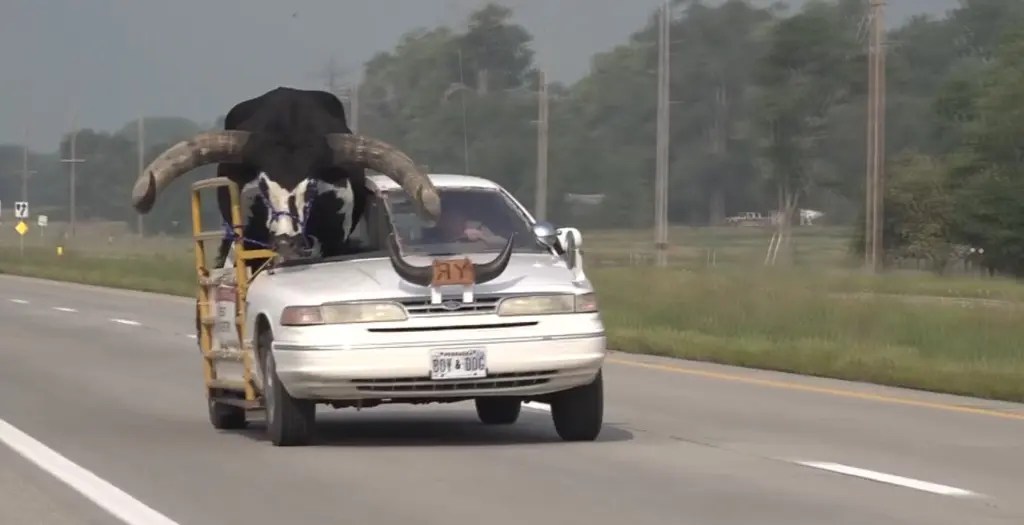 Howdy Doody, a full-grown Watusi bull, is seen travelling shotgun in his owner's car in Nebraska.