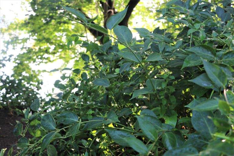 A photo of dog-strangling vine.