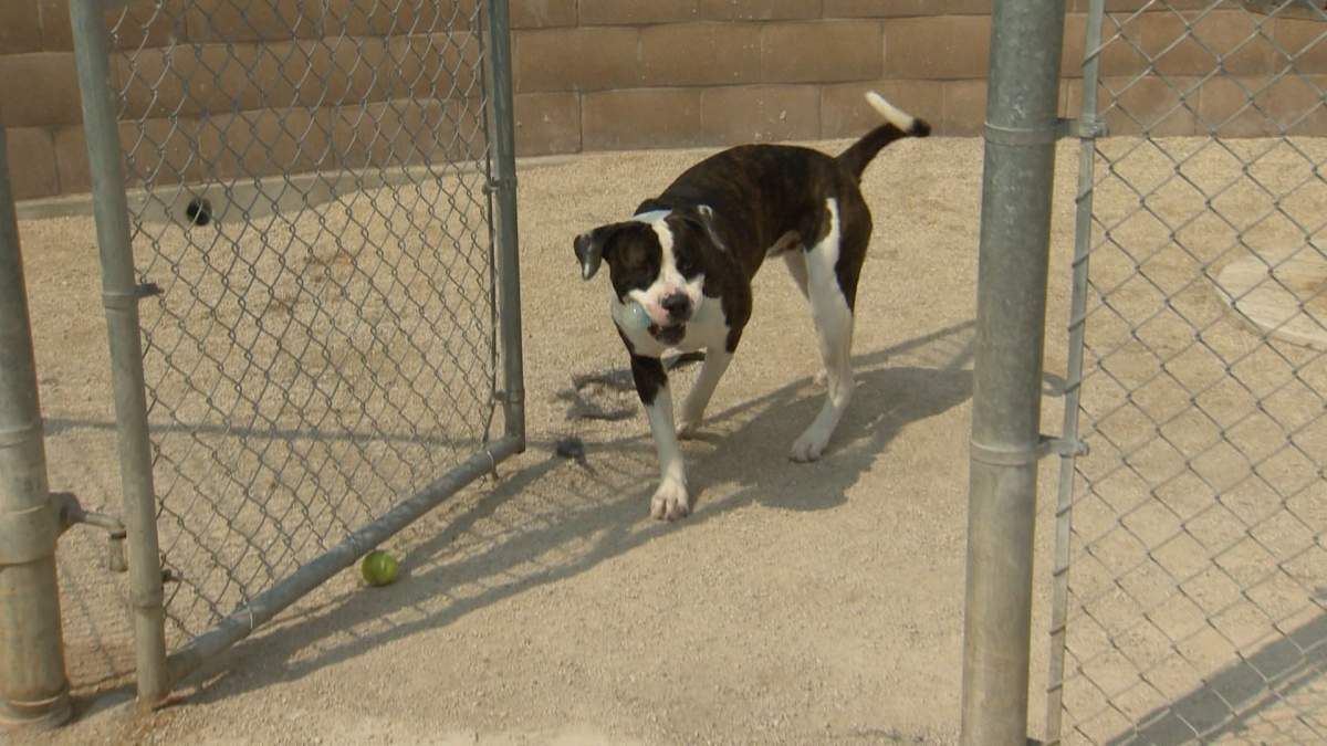 Kylo at Winnipeg Animal Services