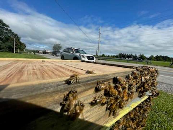 Crews cleanup after a large load of bees fell off a truck in Burlington on Aug. 30, 2023.