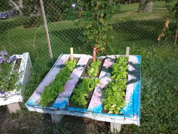 Plant theft Canada