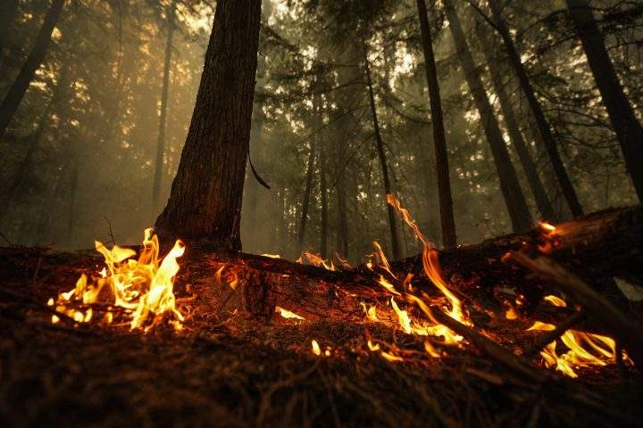 A hot spot from the Lower East Adams Lake wildfire burns in Scotch Creek, B.C. on Sun. Aug. 20, 2023. That wildfire has now merged with an adjacent fire, leading the BC Wildfire Service to rename the complex as the Bush Creek East wildfire.