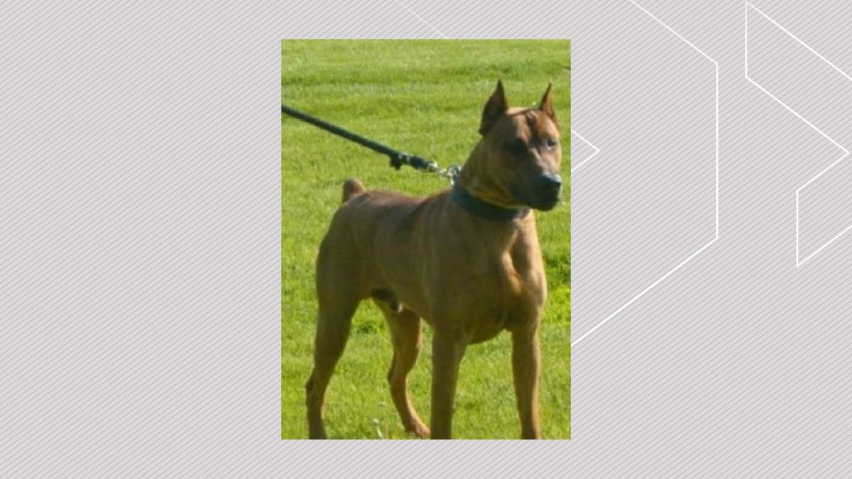 A file photo of the dog suspected to be involved in the attack outside a pizza restaurant in northeast Edmonton.