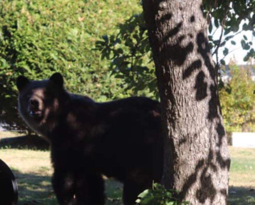 The B.C. Conservation Officer Service said the bear was found floating in the Squamish River on Aug. 10. 