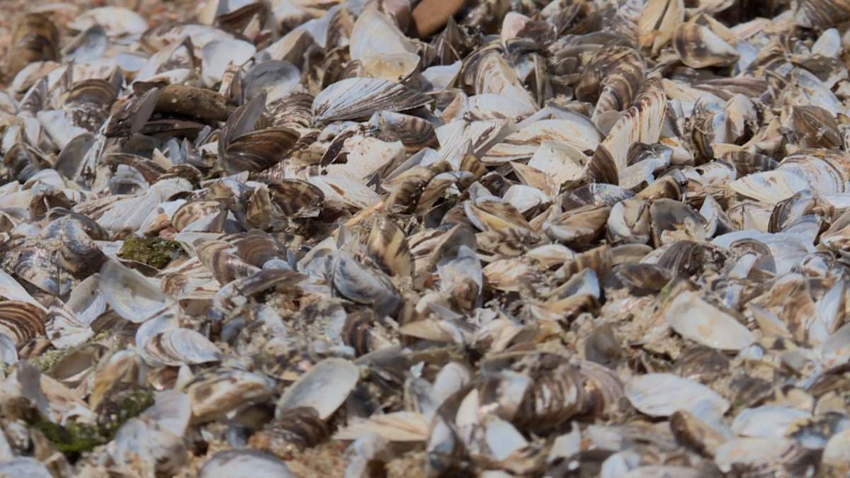 Zebra mussel shells washed ashore on Lester Beach, Man.
