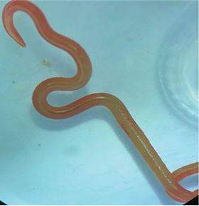 Live third-stage larval form of O. robertsi under stereomicroscope.