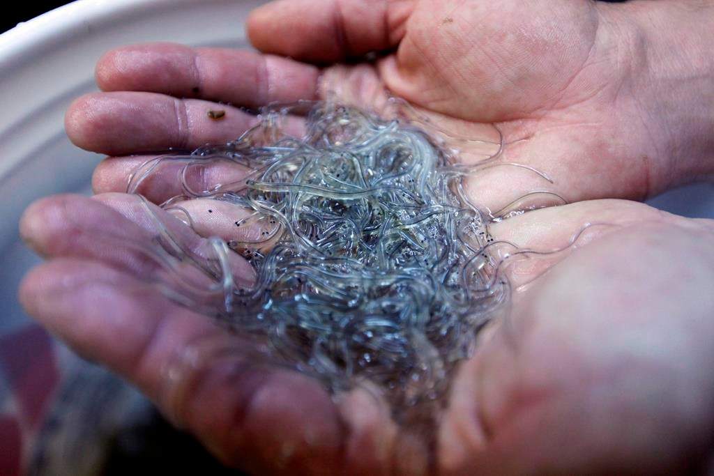 Canada's fisheries minister says she wants to shut down this year's lucrative baby eel fishery with only weeks to go before the season opens in the Maritimes. THE CANADIAN PRESS/AP/Robert F. Bukaty.