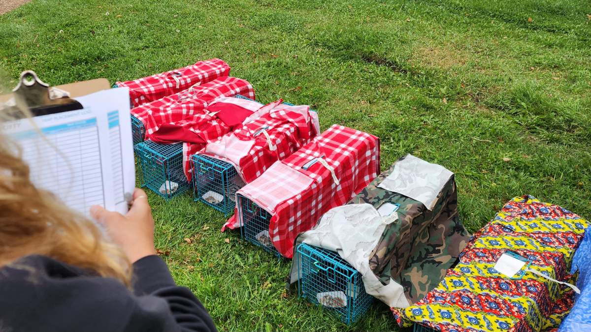 Cats in humane traps as part of the Edmonton Humane Society's trap, spay/neuter and release operation in September 2023.