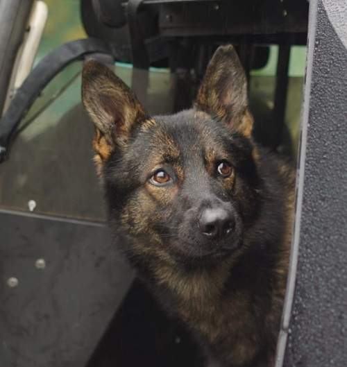Mavrick the police dog rescued an elderly Spallumcheen woman with Alzheimer's. 