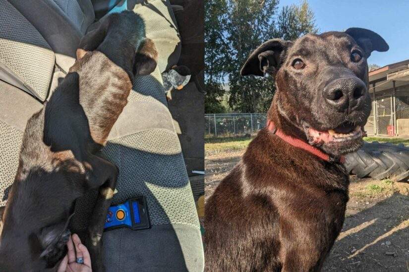 The BC SPCA says Fish, a nine-year-old Labrador retriever mix, was found in a remote area east of Enderby.