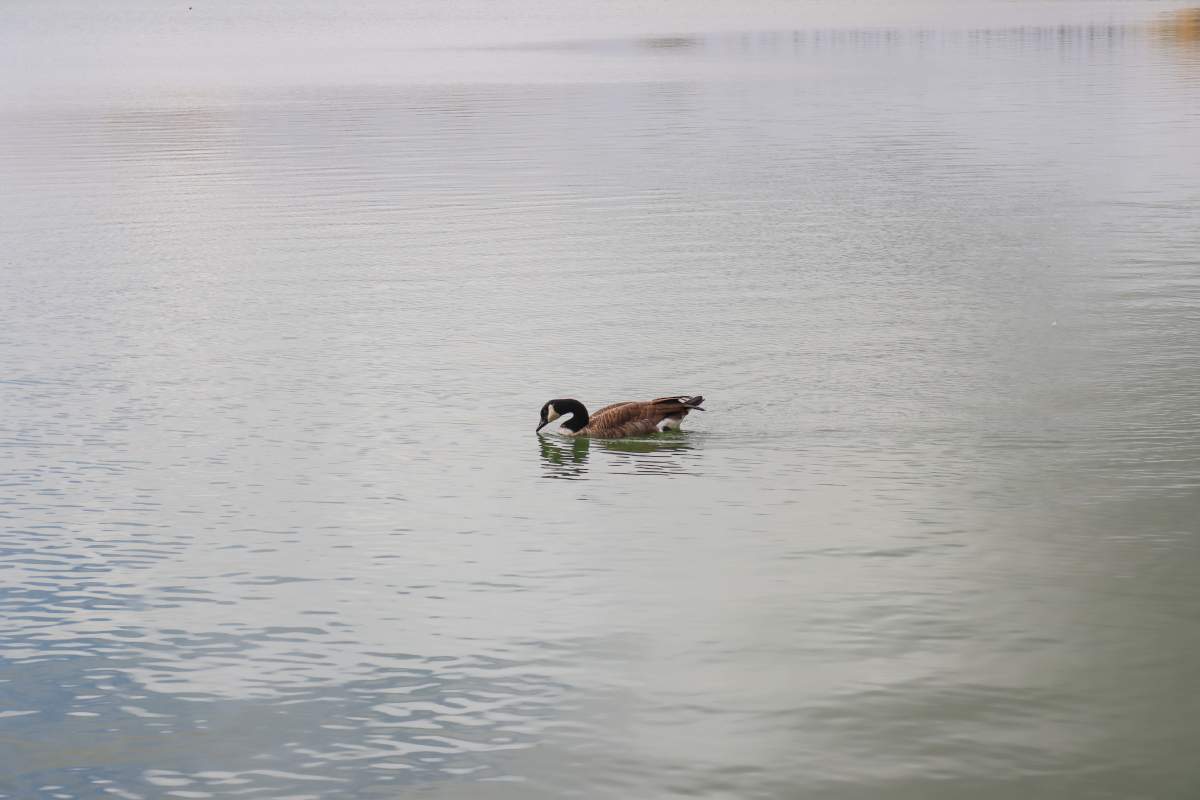 FortWhyte Alive’s Barret Miller says geese can pick up on cues that tell them it’s time to pack up and head down south. They do this, he says, in search of warmer places ahead of the winter months.