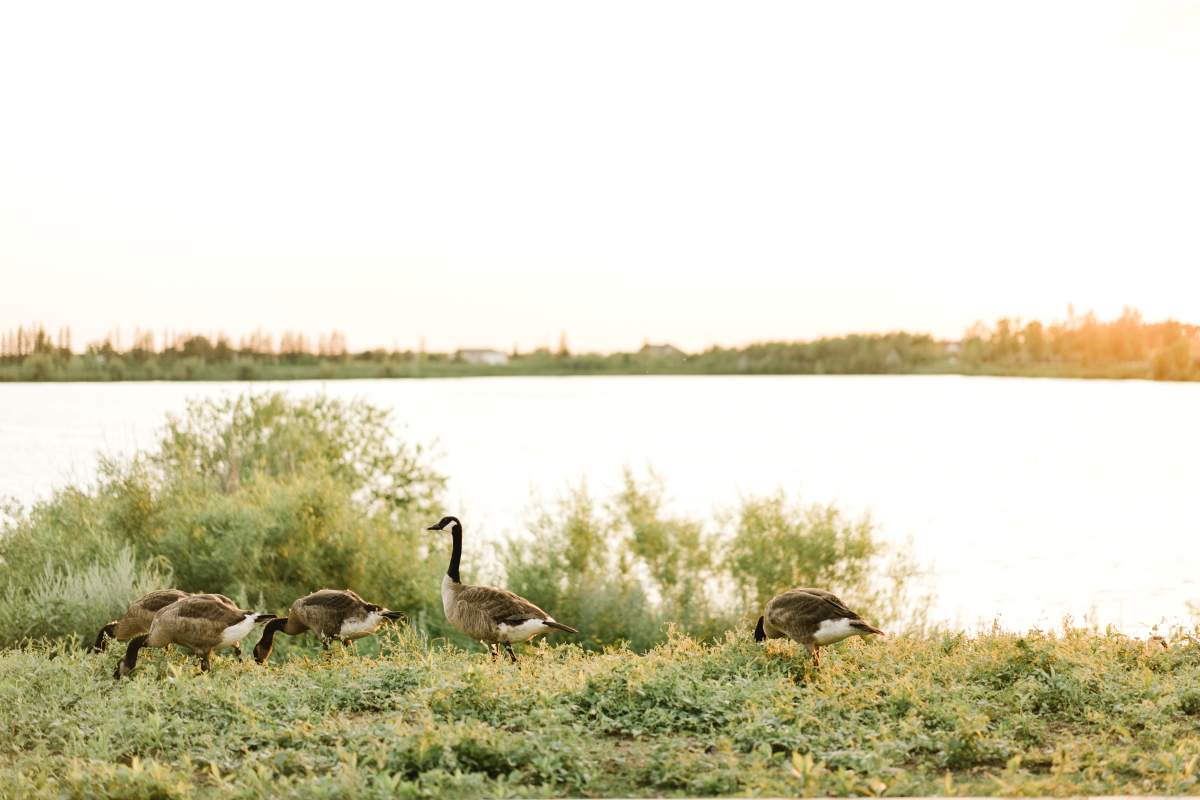 Barret Miller with FortWhyte Alive says that geese travel south every year, in search of a warmer place for the winter. With Winnipeg in the middle of the journey down south, residents can see flocks of the birds as they embark on their journey.