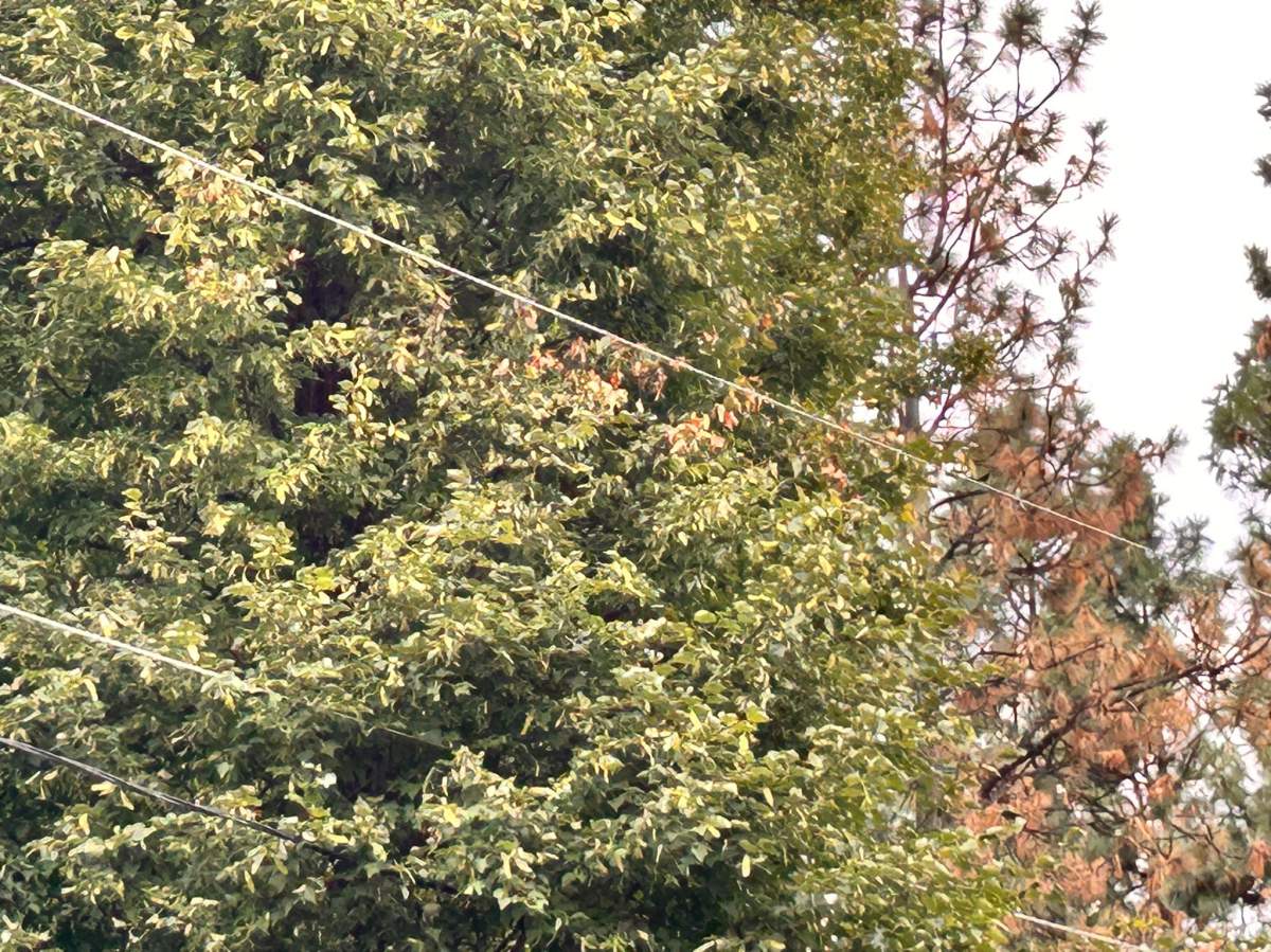 Linden tree being significantly trimmed on Aug. 28.