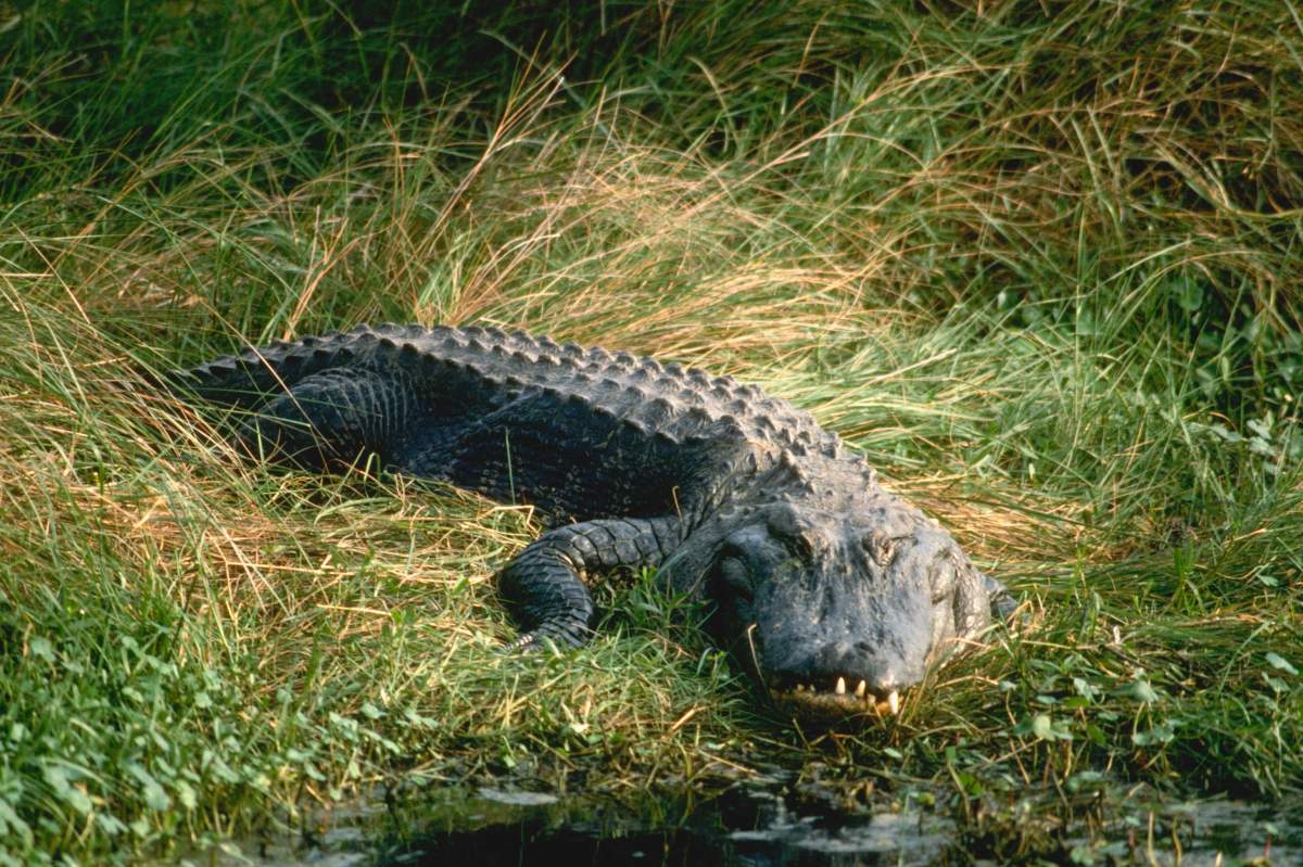 An alligator.