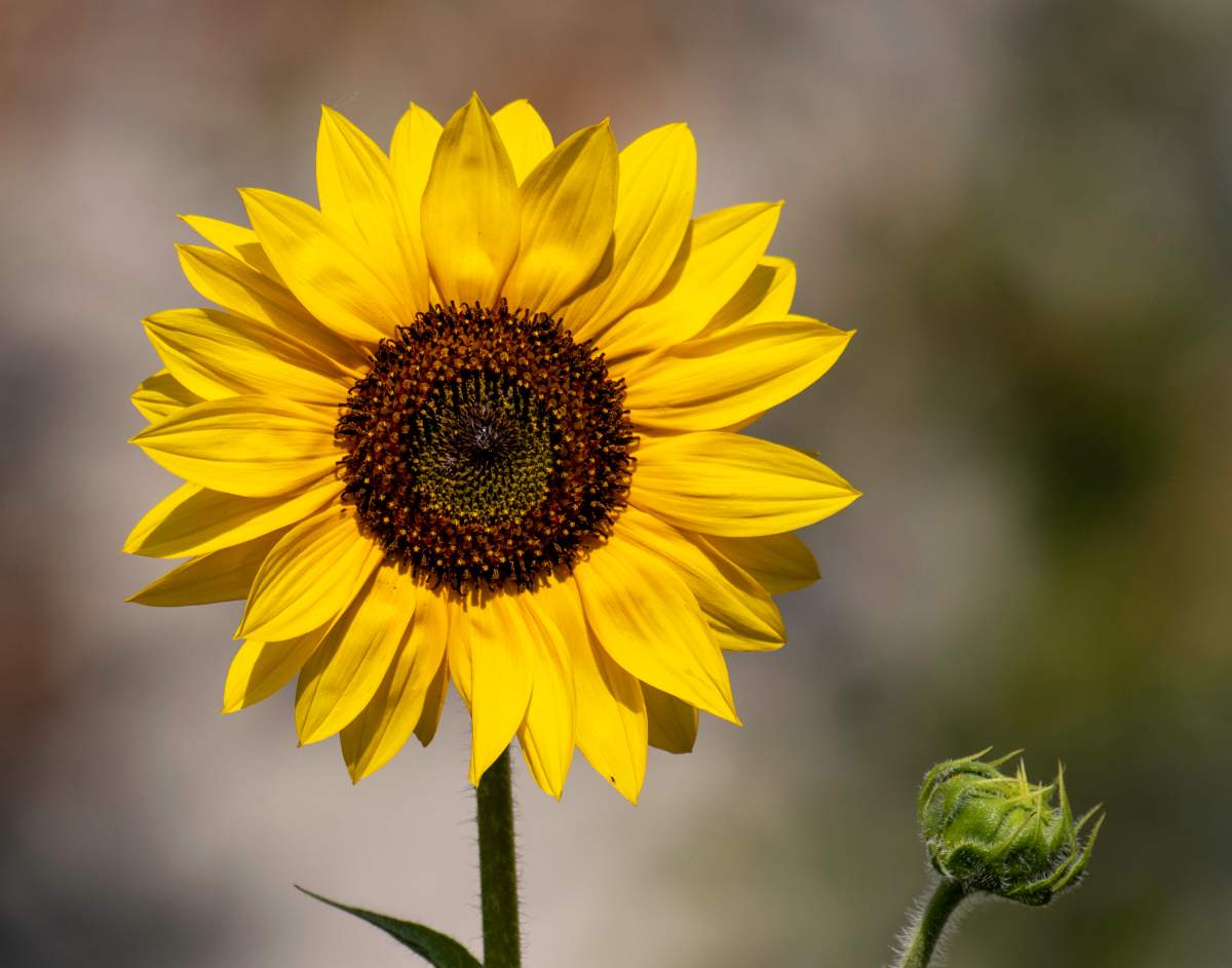 The Your Saskatchewan photo of the day for Sept. 23 was taken by Cathy Wall in Regina.