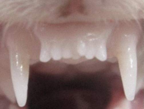 The front teeth of a ferret treated with tooth regrowth medicine. The medicine induced the growth of an additional seventh tooth (centre).