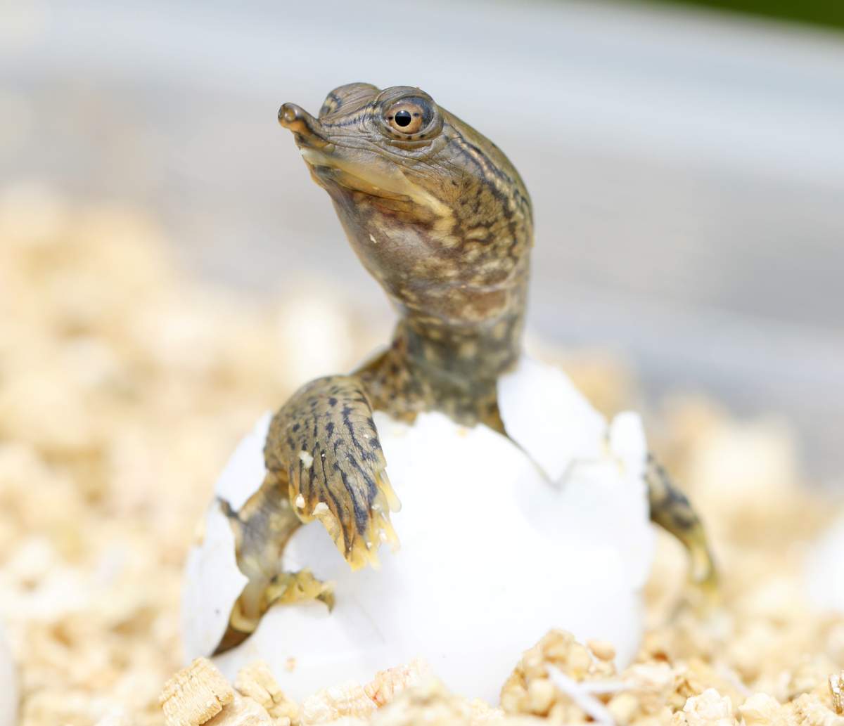 A close up of a turtle hatching out of an egg.