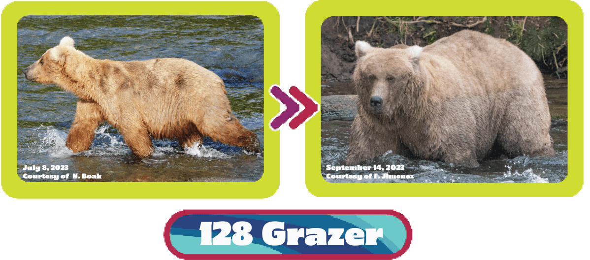128 Grazer fat bear week