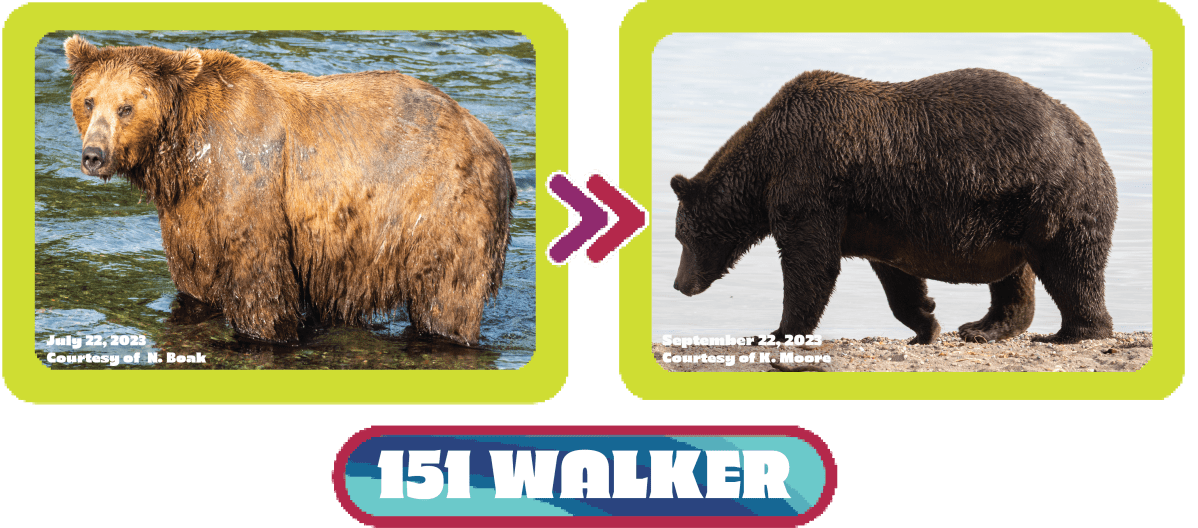 151 Walker fat bear week
