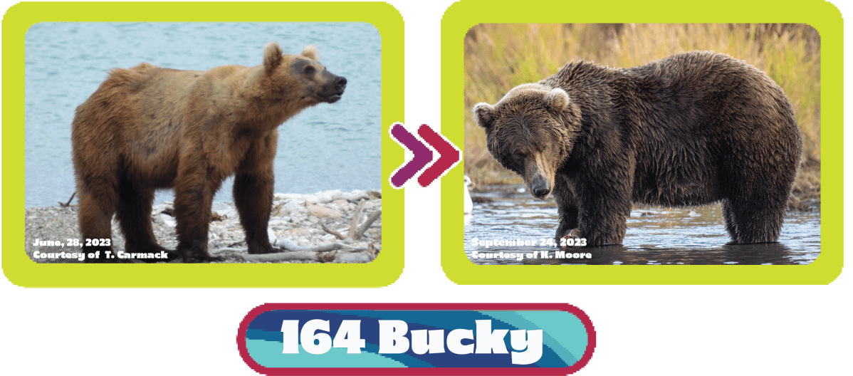 164 Bucky Dent fat bear week