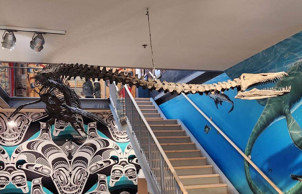 A reconstruction of a Puntledge River elasmosaur is shown at the Courtenay and District Museum and Palaeontology Centre in Courtenay, B.C. in this undated handout photo.