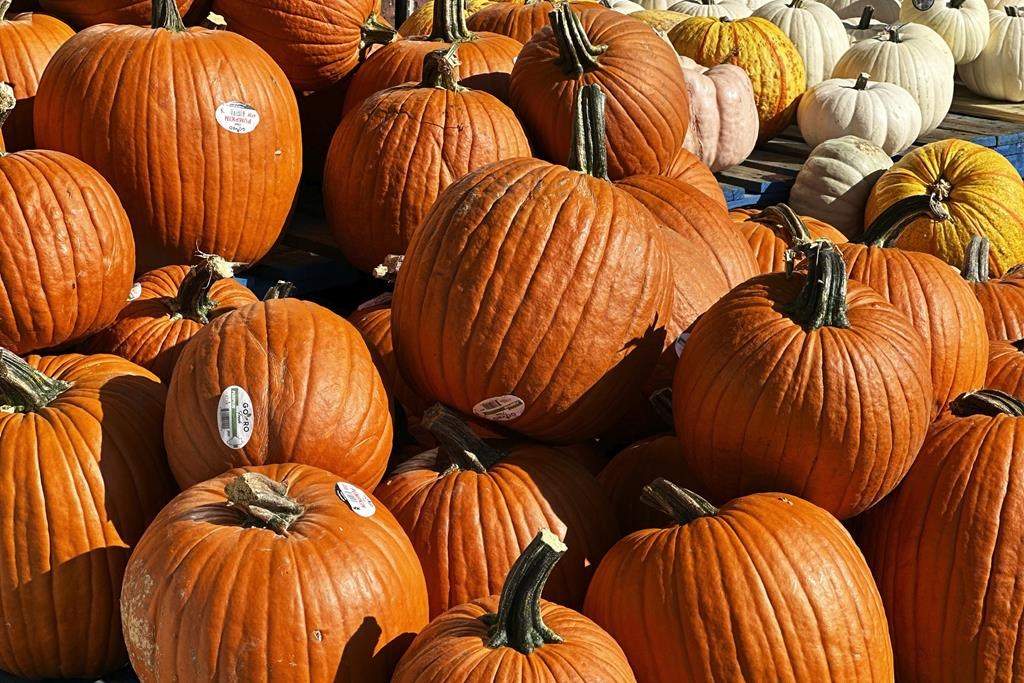 Weather vagaries this year caused by climate change have turned the Halloween pumpkin harvest spooky. Pumpkins are displayed outside of a grocery store in Mount Prospect, Ill., Friday, Sept. 15, 2023. THE CANADIAN PRESS/AP/Nam Y. Huh.