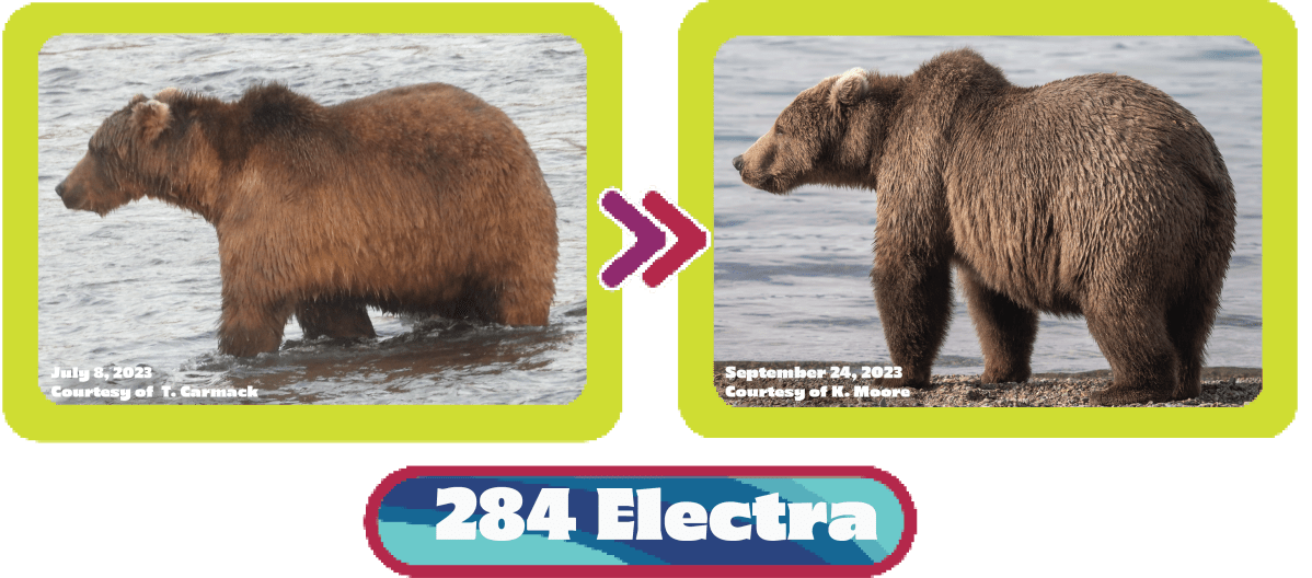 284 Electra fat bear week