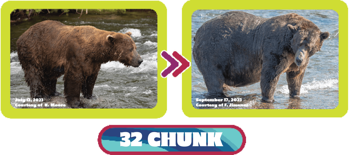 chunk Fat Bear week