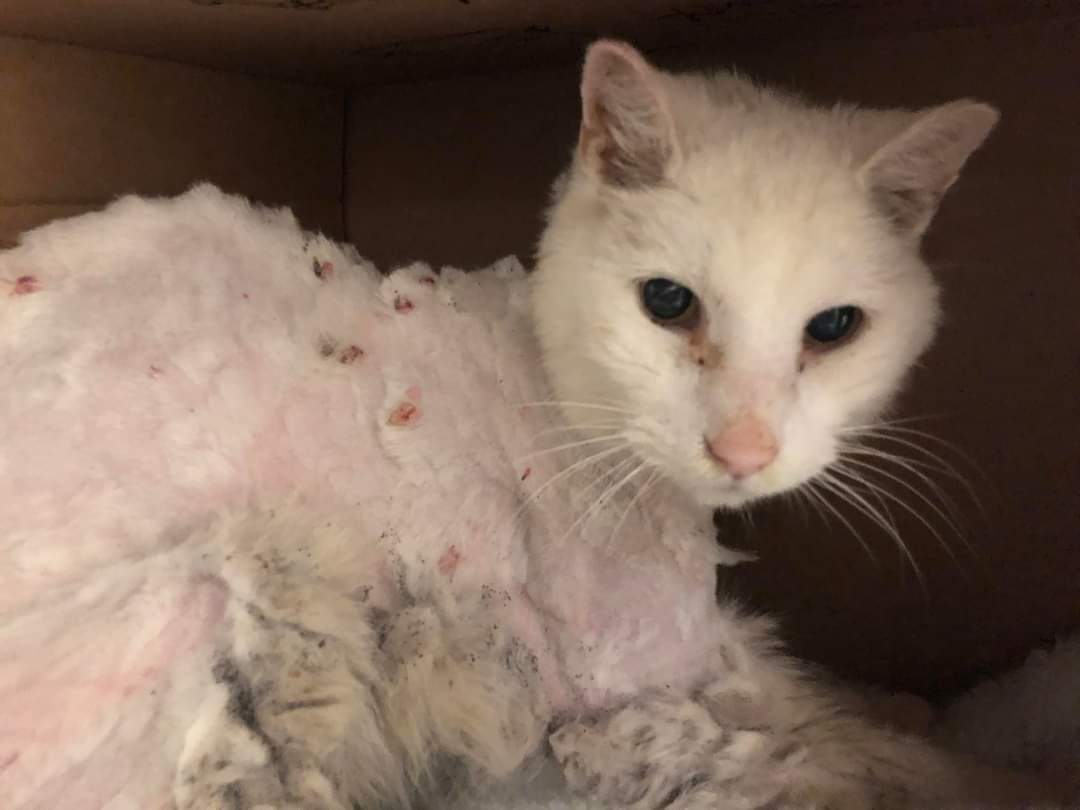 The missing cat had incredibly matted fur and was anemic from all the flea bites.