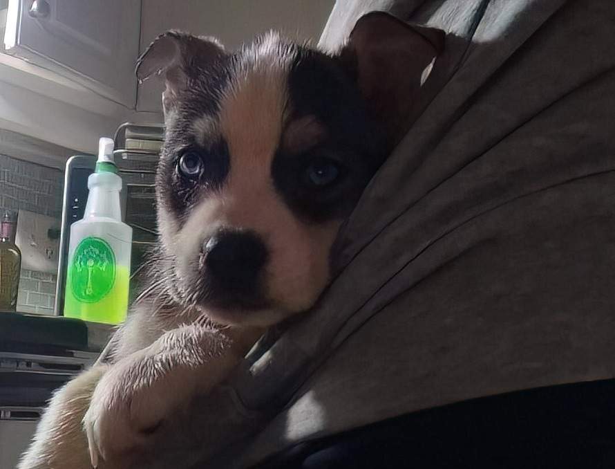 Two people with 4 Lucky Paws in Douro-Dummer, Ont., face charges under the Provincial Animal Welfare Services Act. Stop Mills Now claims this puppy died during care under the animal rescue.
