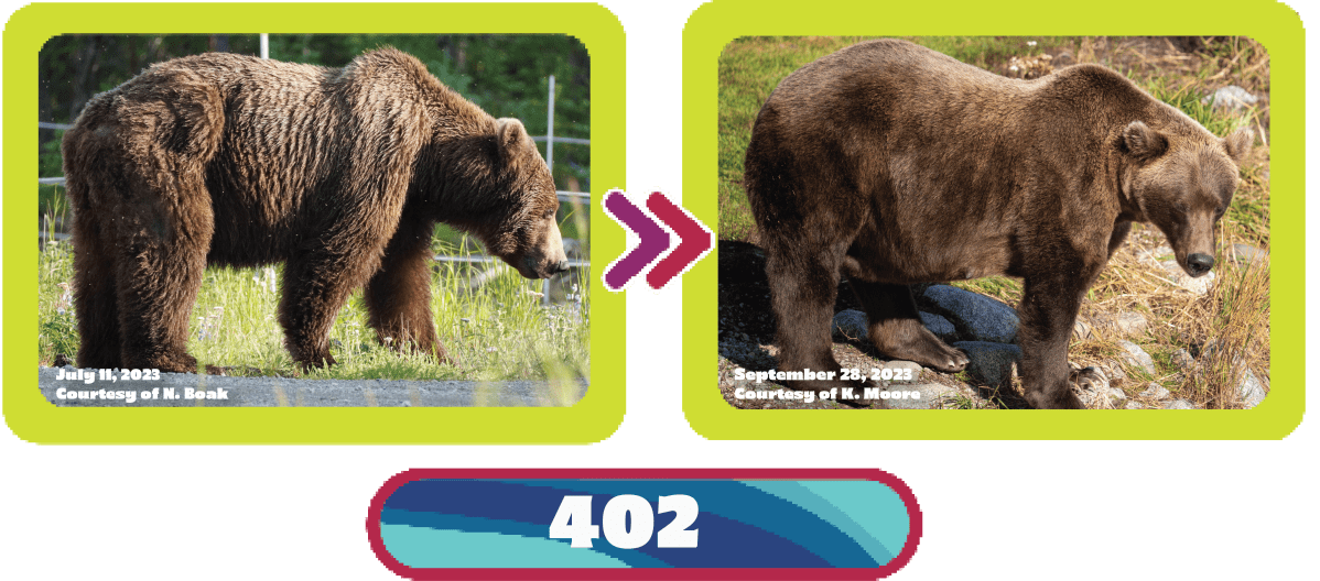 402 fat bear week